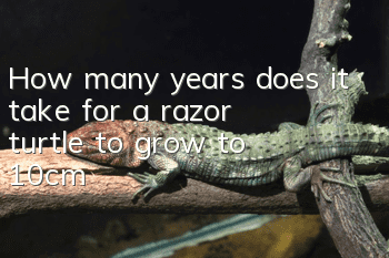How many years does it take for a razor turtle to grow to 10cm?