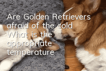 Are Golden Retrievers afraid of the cold? What is the appropriate temperature?