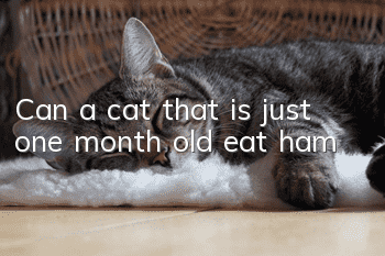 Can a cat that is just one month old eat ham?