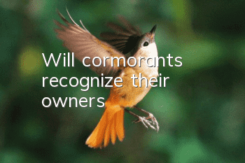 Will cormorants recognize their owners?