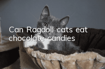 Can Ragdoll cats eat chocolate candies?