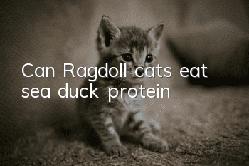 Can Ragdoll cats eat sea duck protein?