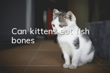 Can kittens eat fish bones?