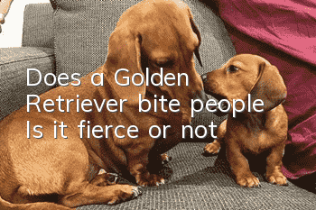 Does a Golden Retriever bite people? Is it fierce or not?