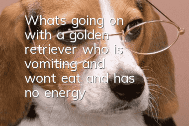 What's going on with a golden retriever who is vomiting and won't eat and has no energy?