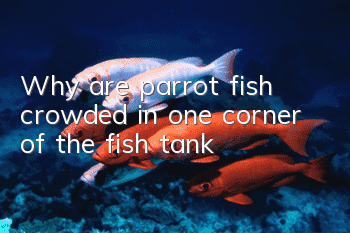 Why are parrot fish crowded in one corner of the fish tank?