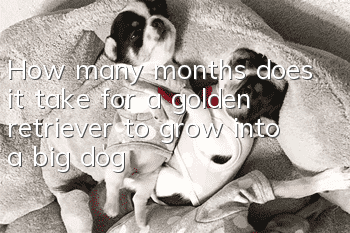 How many months does it take for a golden retriever to grow into a big dog?
