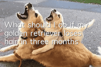 What should I do if my golden retriever loses hair in three months?