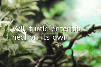 Will turtle enteritis heal on its own?