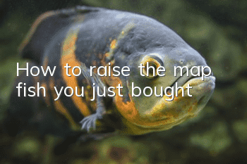How to raise the map fish you just bought?