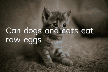 Can dogs and cats eat raw eggs?