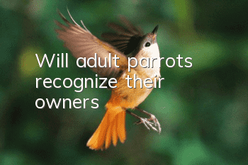 Will adult parrots recognize their owners?