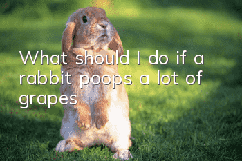 What should I do if a rabbit poops a lot of grapes?
