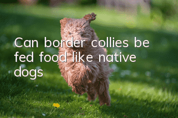 Can border collies be fed food like native dogs?
