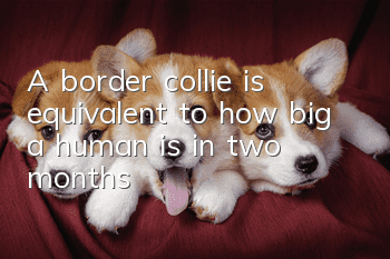 A border collie is equivalent to how big a human is in two months