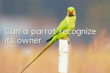 Can a parrot recognize its owner?