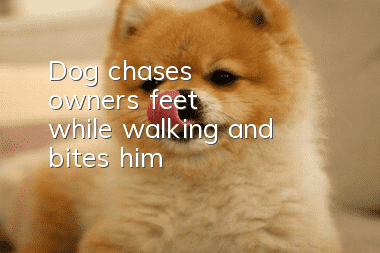 Dog chases owner's feet while walking and bites him