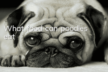 What food can poodles eat?