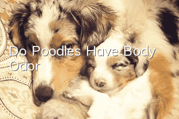 Do Poodles Have Body Odor?