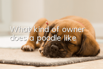 What kind of owner does a poodle like?