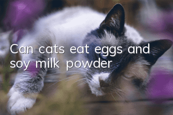 Can cats eat eggs and soy milk powder?