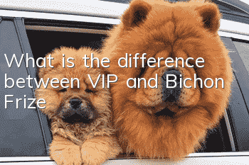 What is the difference between VIP and Bichon Frize?