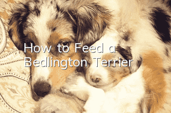 How to Feed a Bedlington Terrier