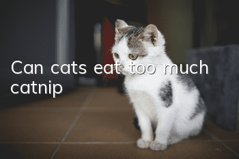 Can cats eat too much catnip?