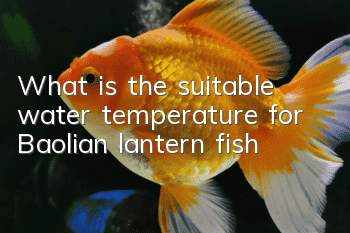 What is the suitable water temperature for Baolian lantern fish?