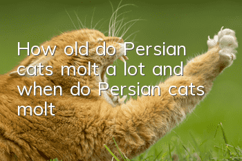 How old do Persian cats molt a lot, and when do Persian cats molt?