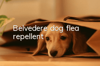Belvedere dog flea repellent