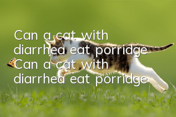 Can a cat with diarrhea eat porridge? Can a cat with diarrhea eat porridge?