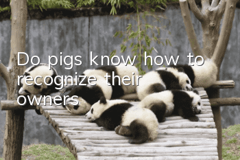 Do pigs know how to recognize their owners?