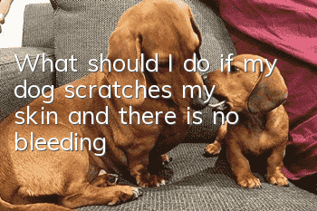 What should I do if my dog ​​scratches my skin and there is no bleeding?