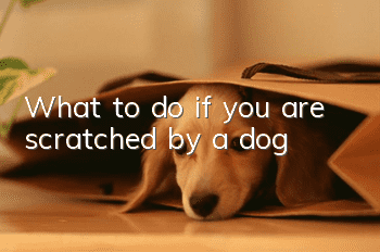 What to do if you are scratched by a dog