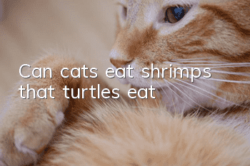 Can cats eat shrimps that turtles eat?