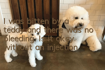 I was bitten by a teddy and there was no bleeding. Is it okay without an injection?