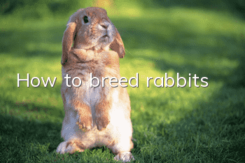 How to breed rabbits
