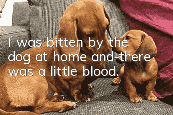 I was bitten by the dog at home and there was a little blood.