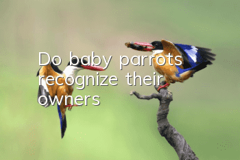Do baby parrots recognize their owners?