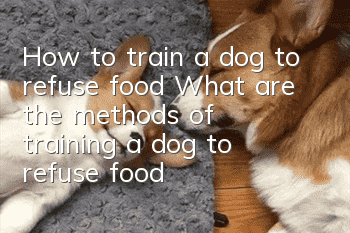 How to train a dog to refuse food? What are the methods of training a dog to refuse food?