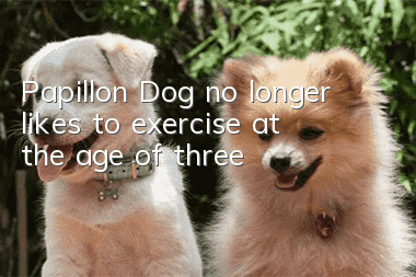 Papillon Dog no longer likes to exercise at the age of three