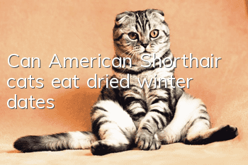 Can American Shorthair cats eat dried winter dates?