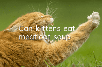Can kittens eat meatloaf soup?