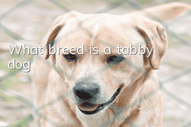 What breed is a tabby dog?