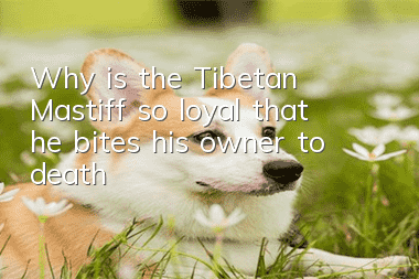 Why is the Tibetan Mastiff so loyal that he bites his owner to death?
