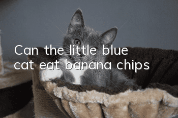 Can the little blue cat eat banana chips?