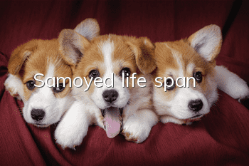 Samoyed life span