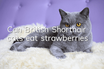 Can British Shorthair cats eat strawberries?