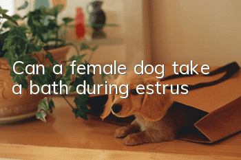 Can a female dog take a bath during estrus?